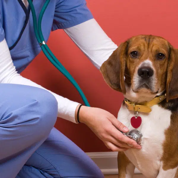 Veterinary Business Loans