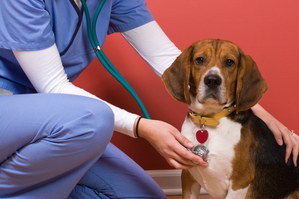 vet-business-loans-finance-for-veterinary-clinics