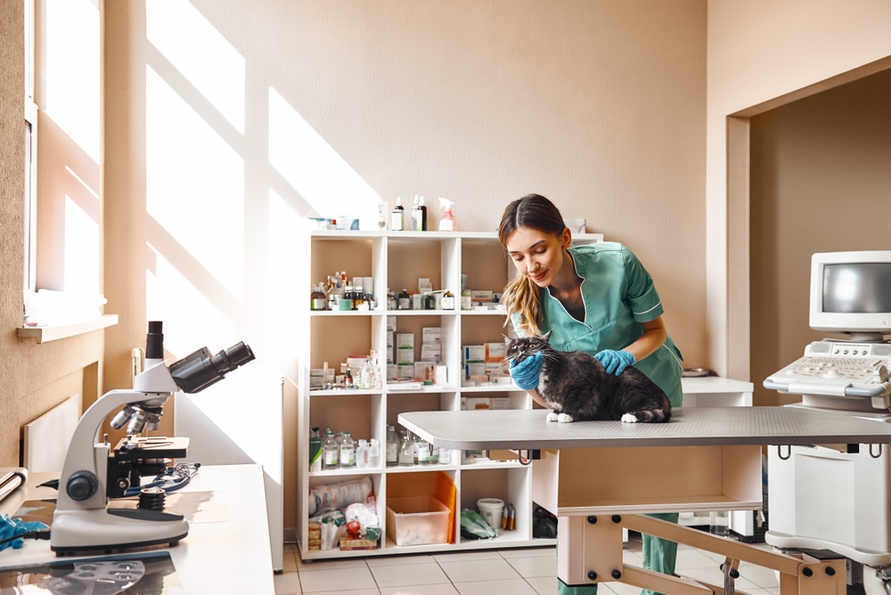 How much does it cost to set up a veterinary practice? PDQ Funding