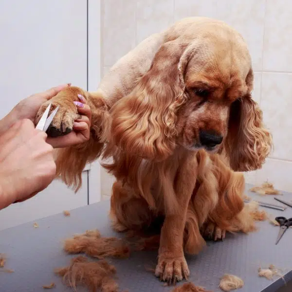 How to start up a dog grooming business