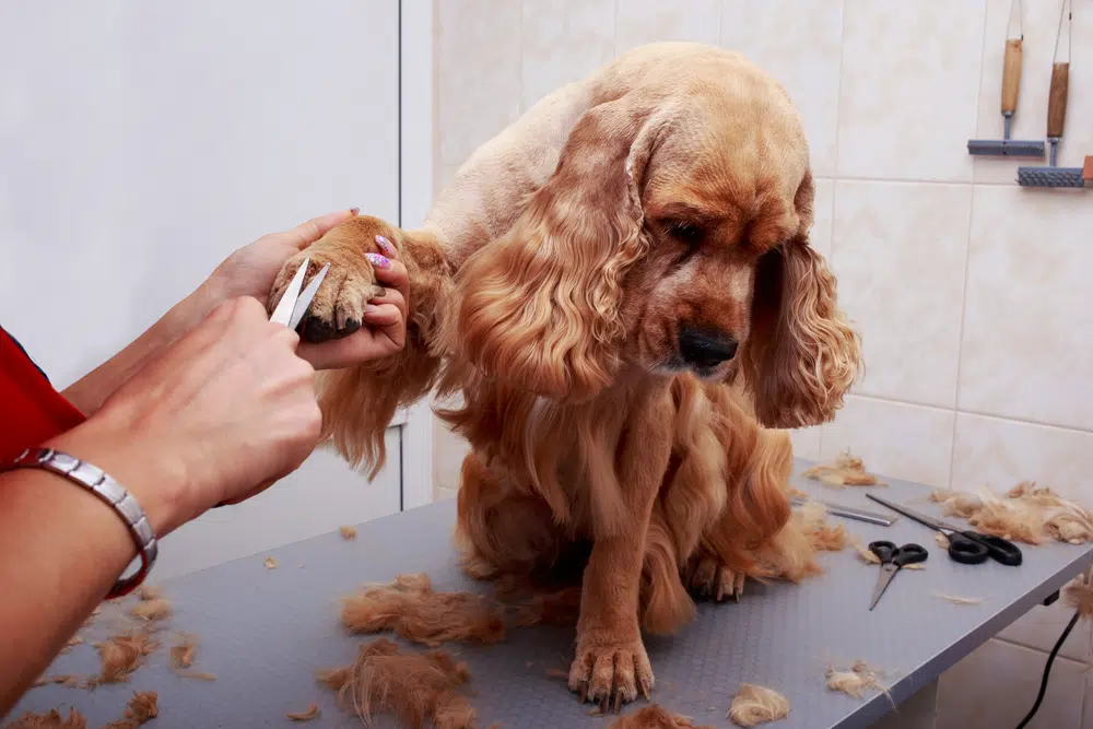 How to start up a dog grooming business