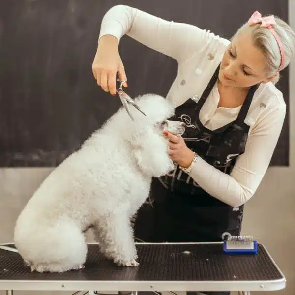 Pet grooming legal issues