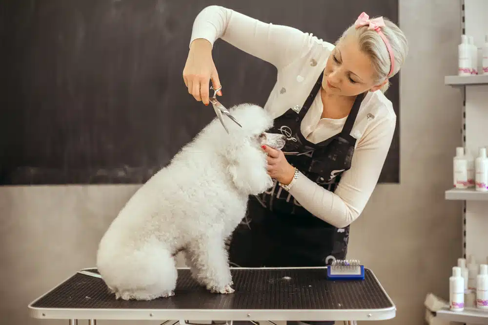 Pet grooming legal issues