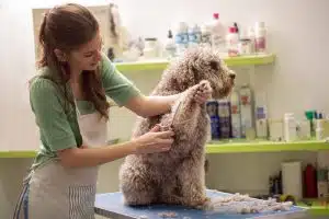 What licences does a pet grooming business need?