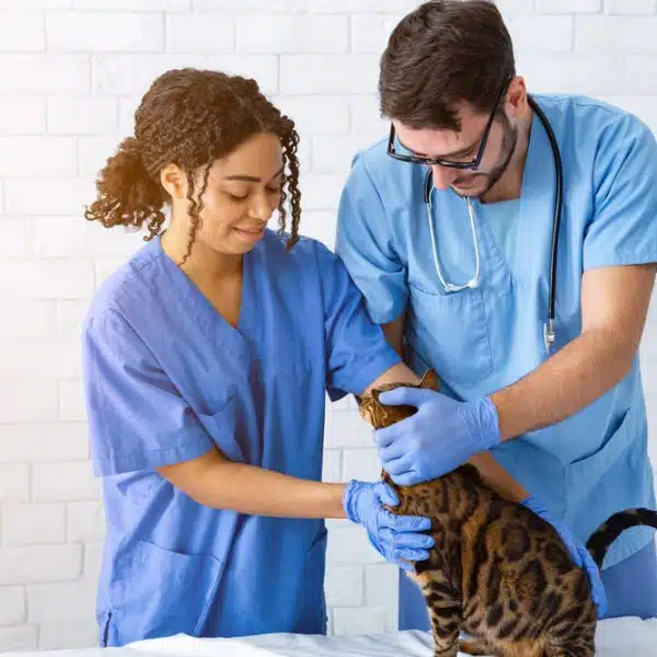 Veterinary legal issues