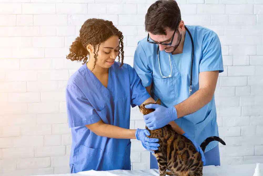 Veterinary legal issues