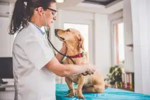 Veterinary services market trends 