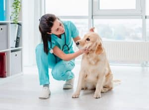 What licences does a vet need?