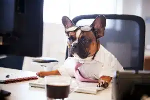 Are pet-friendly offices beneficial to businesses?