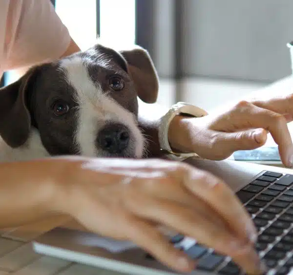 Should my office become pet-friendly?