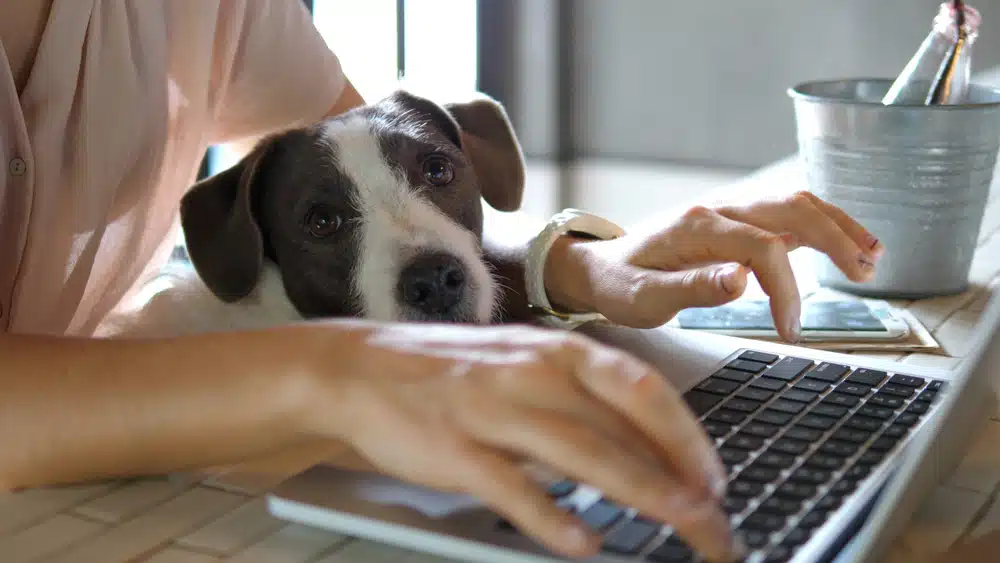 Should my office become pet-friendly?
